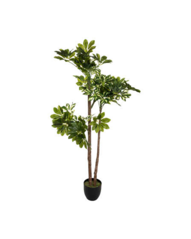 Planta Decorativa Schefflera de 130 cm
