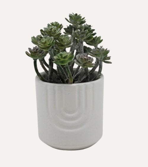 Aeonium Decorativo en Maceta Blanca de Cerámica