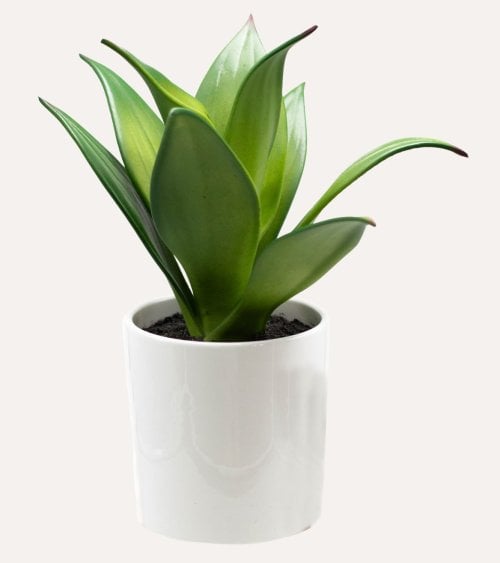 Planta Decorativa Eva en Maceta con Aspecto Realista