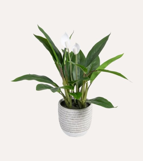 Planta Decorativa Cala con Maceta de Cemento