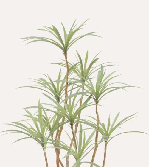 Planta Tropical Decorativa Yuca en Maceta de Plástico